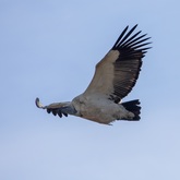 Vulture Viewing at De Hoop - De Hoop Collection - Xplorioâ„¢ Bredasdorp