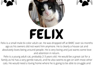 Ready for Adoption: Felix - Male Adult Cat