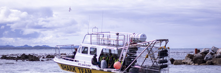 gansbaai_things_to_do_white_shark_projects_dive_experience_1632988215