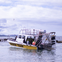 Dive Experience - White Shark Projects - Xplorioâ„¢ Gansbaai