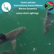 Next Marine Dynamics Shark Cage Diving Trip: 1 October 2021