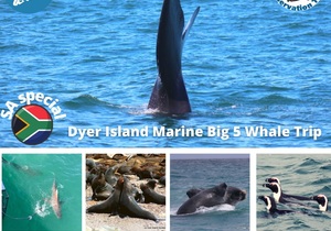 Next Dyer Island Marine Big 5 Tour: 1 October 2021