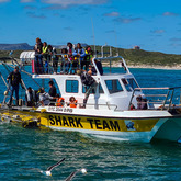 Marine Trip - White Shark - ProjectsXplorioâ„¢ Gansbaai 