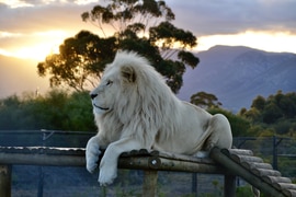 Saturday Sunset Visits