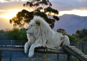 Saturday Sunset Visits