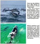 Oor dolfyne, walvisse en haaie...