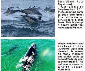 Oor dolfyne, walvisse en haaie...