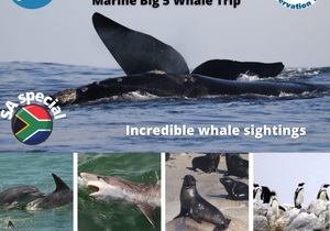 Next Dyer Island Marine Big 5 Tour: 5Â October 2021