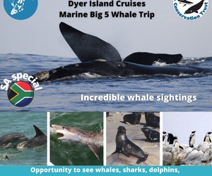 Next Dyer Island Marine Big 5 Tour: 5Â October 2021