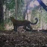 Recent Footage: Leopards - Walker Bay Fynbos Conservancy - Xplorioâ„¢ Gansbaai