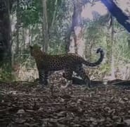 Recent Footage: Adult Female LeopardÂ With Her Subadult Cub