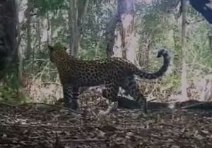 Recent Footage: Adult Female LeopardÂ With Her Subadult Cub