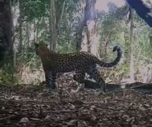 Recent Footage: Adult Female LeopardÂ With Her Subadult Cub