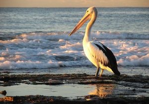 Lethal Lagoon for Marine Animals - Gansbaai Daily News