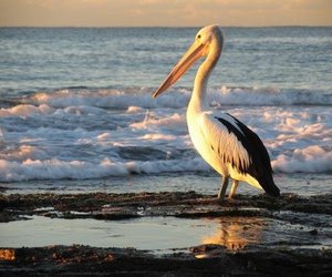 Lethal Lagoon for Marine Animals - Gansbaai Daily News