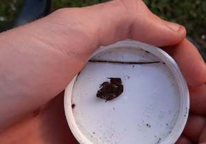 Endangered Micro Frog (Microbatrachella Capensis)