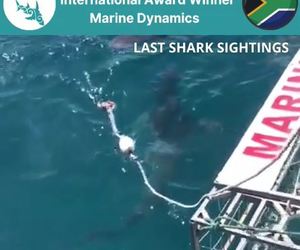 Next Marine Dynamics Shark Cage Diving Trip: 9 October 2021