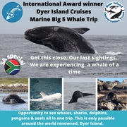 Next Dyer Island Marine Big 5 Tour: 9Â October 2021