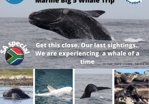 Next Dyer Island Marine Big 5 Tour: 9Â October 2021