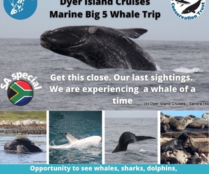 Next Dyer Island Marine Big 5 Tour: 9Â October 2021