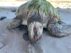 Be on the lookout for stranded turtles