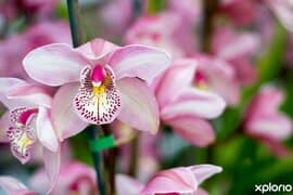 Orchid Potting and Care Workshop - 30 October 2021