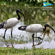 Are you an avid bird watcher?