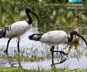 Are you an avid bird watcher?