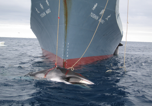 Japan to Defend Whaling - Gansbaai Daily News