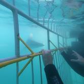 Bronzies - White Shark Projects - Xplorioâ„¢ Gansbaai