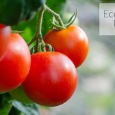 Veggies - Eco-Flo Irrigation - Xplorioâ„¢ Gansbaai