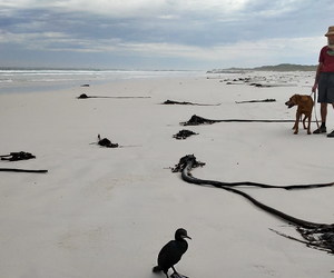 On the Beach: Avian Flu