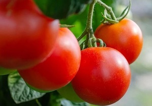 Top 10 veggies to plant this spring!