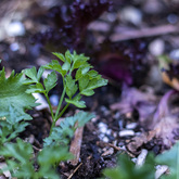 Fresh Herbs - Blue Goose - Xplorioâ„¢ Gansbaai