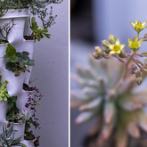 Herb Garden - Blue Goose - Xplorioâ„¢ Gansbaai