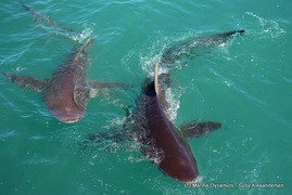 Daily Blog: 19 October 2021 | Shark Cage Diving in South Africa