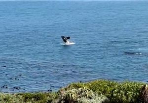 Whales in Walker Bay