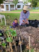 Honderde krismisroos steggies reg vir plant!