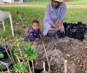 Honderde krismisroos steggies reg vir plant!