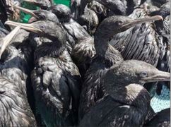 Dodelike VoÃ«lgriep Teiken Wilde SeevoÃ«ls