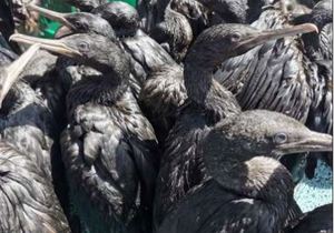 Dodelike VoÃ«lgriep Teiken Wilde SeevoÃ«ls