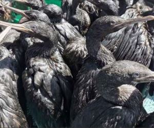 Dodelike VoÃ«lgriep Teiken Wilde SeevoÃ«ls