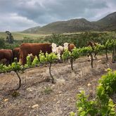 Raka cattle jumping the fence to taste the new lush shoots - Stanford Wine Route - Xplorioâ„¢ Stanford