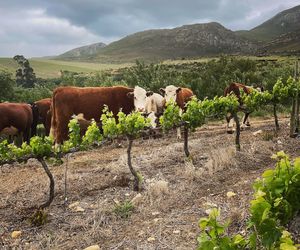 Raka cattle jumping the fence!