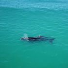 Whale Watching at De Hoop Nature Reserve