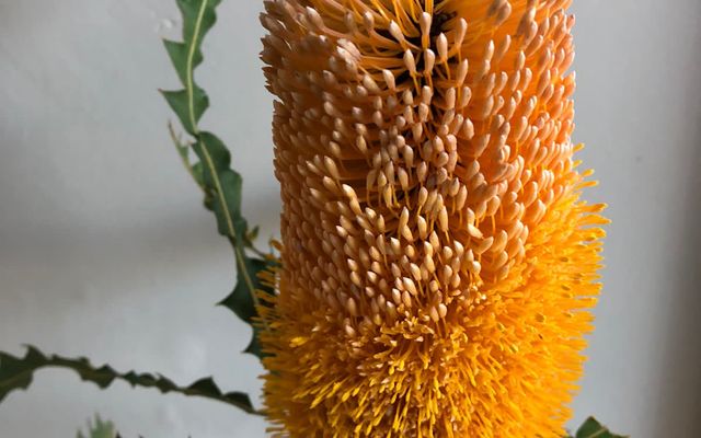 244017656_3024336947817601_1283852698280462047_n_1635498711