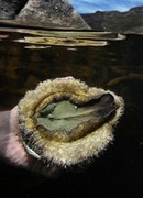 White Gold -Â Abalone