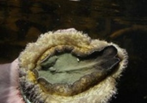 White Gold -Â Abalone