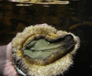 White Gold -Â Abalone