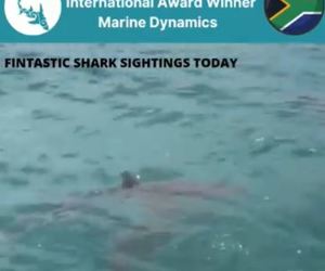 Next Marine Dynamics Shark Cage Diving Trip: 3 November 2021